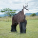 Wildcrete Chamois male